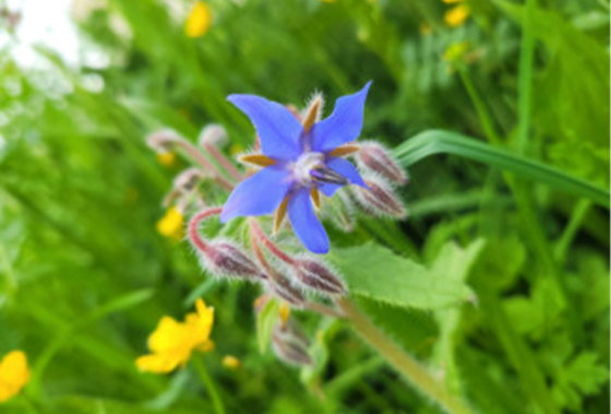 Nature, Culture : Le végétal sous la Loupe et le Pinceau !