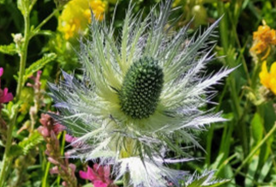 Ce que Raconte le Nom des Plantes